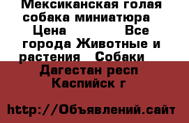 Мексиканская голая собака миниатюра › Цена ­ 53 000 - Все города Животные и растения » Собаки   . Дагестан респ.,Каспийск г.